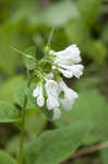 Virginia bluebells